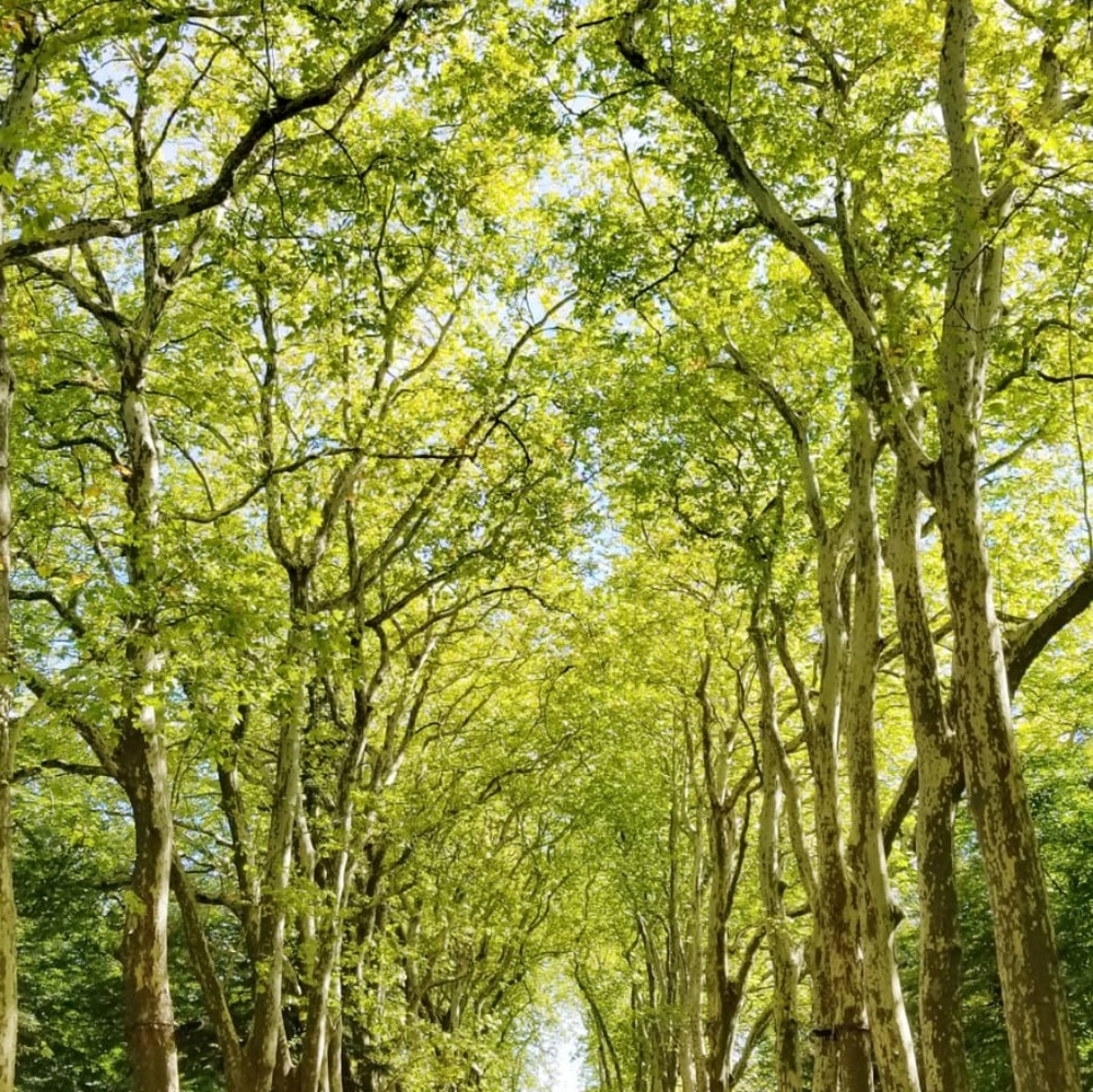 Meet your Posher, Sadie